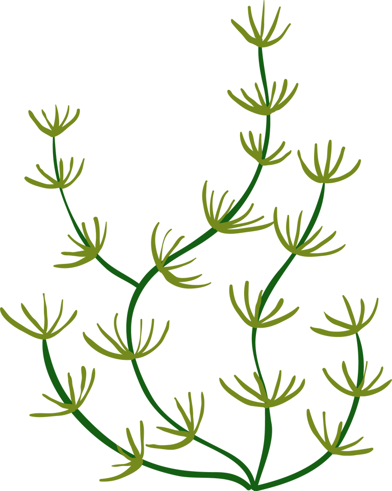 Underwater seaweed, aquatic flora green plant