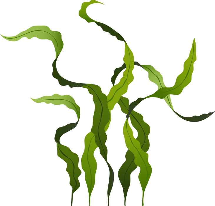 Green spirulina seaweed Aquatic marine algae plant