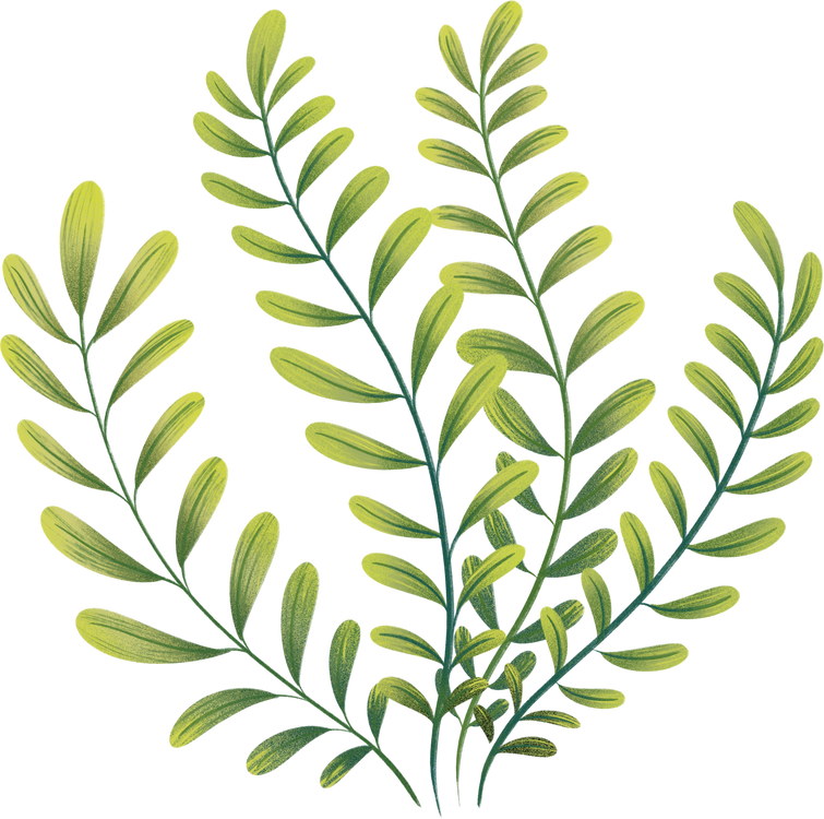 Seaweed Green Ocean Plant Clipart Illustration.