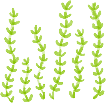 seaweed watercolor marine plant